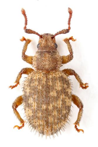 Cathormiocerus myrmecophilus
